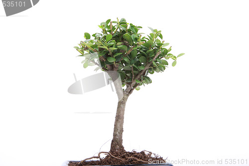 Image of bonsai on white