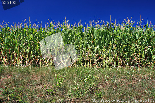 Image of field of corn