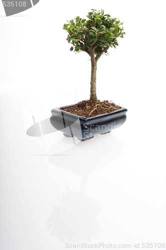 Image of bonsai tree