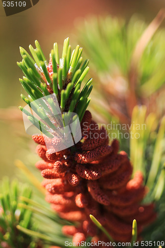 Image of pine tree cone