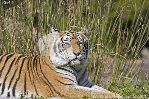 Image of Tiger