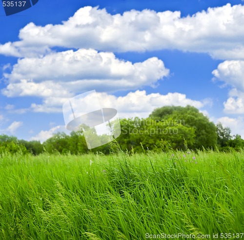 Image of Grass and trees