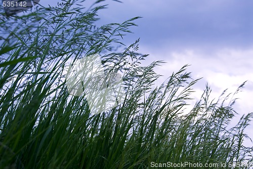 Image of Grass with seeds