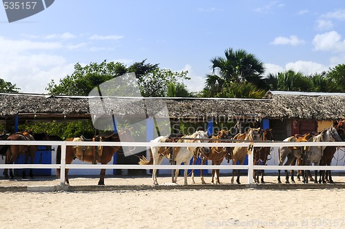 Image of Horses gathered at stable