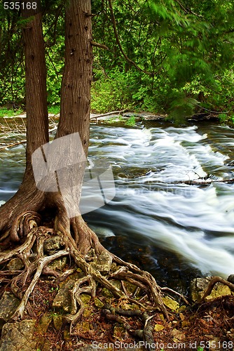 Image of River through woods