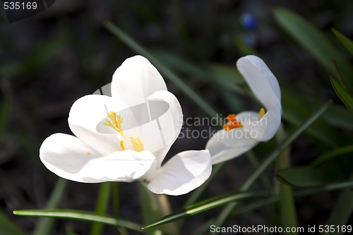 Image of Crocus flower