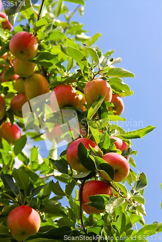 Image of Apples on tree