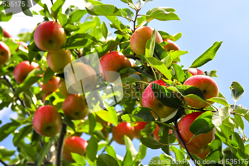 Image of Apples on tree