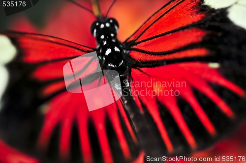 Image of Red heliconius dora butterfly