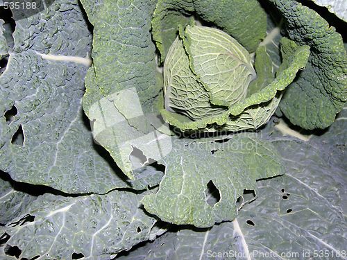 Image of cabbage