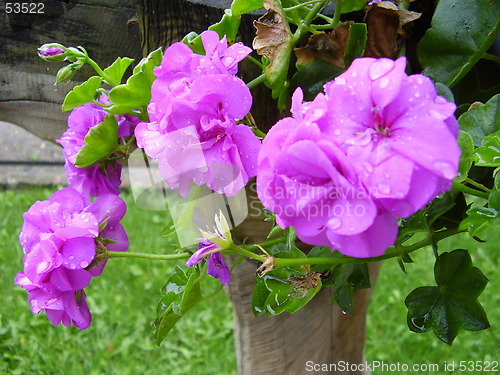Image of flowers