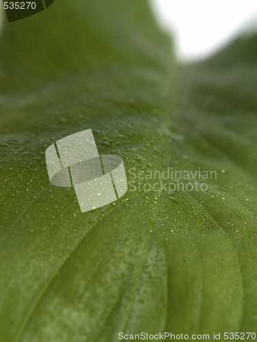 Image of Green leaf