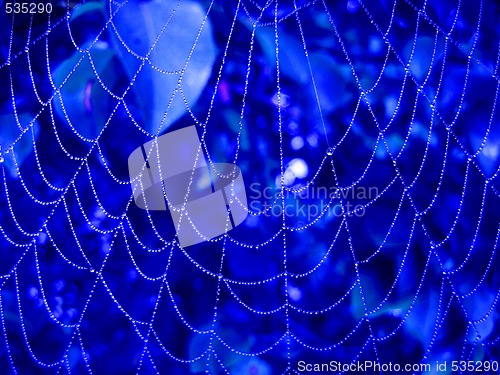 Image of Spider web