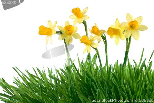 Image of daffodils