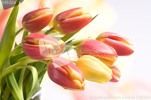 Image of tulips