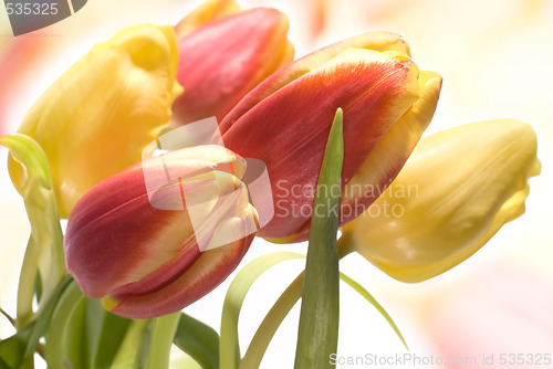 Image of tulips 