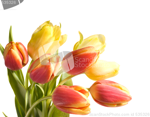 Image of tulips