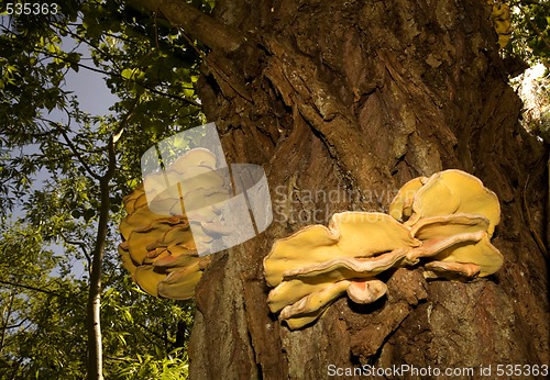 Image of big fungi