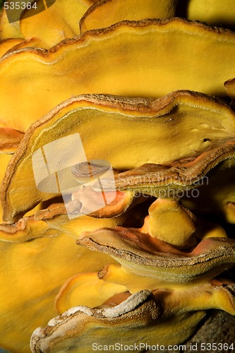 Image of huge fungus close-up
