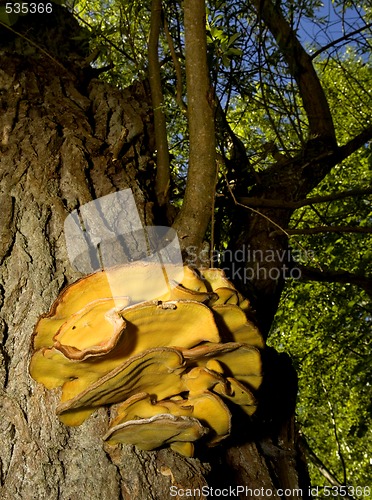 Image of big fungus