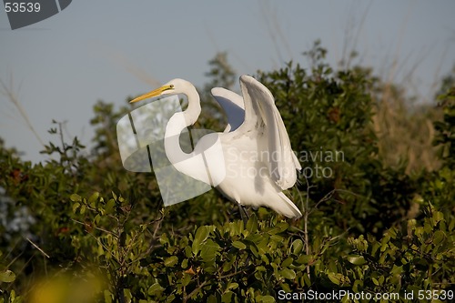 Image of Egret