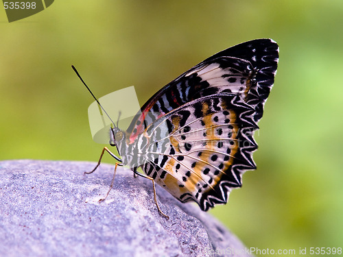 Image of butterfly