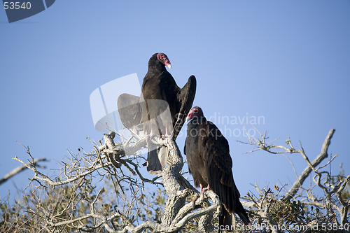 Image of Buzzards