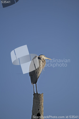 Image of Heron