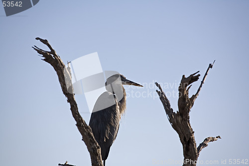 Image of Heron