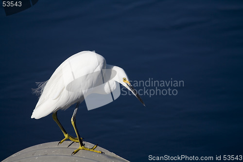 Image of Egret