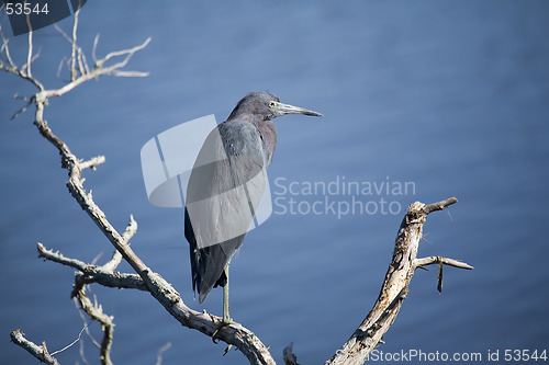 Image of Heron