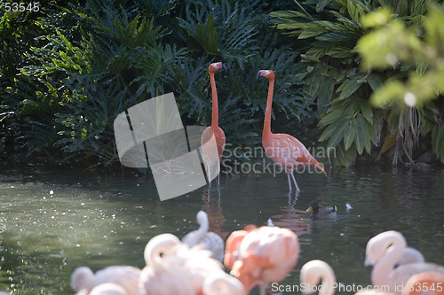 Image of Flamingo