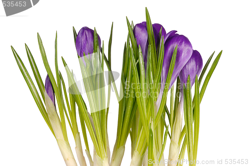 Image of Crocuses