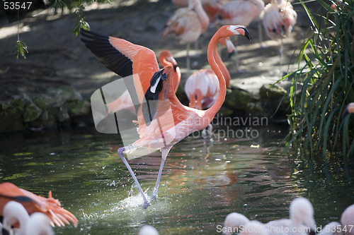 Image of Flamingo