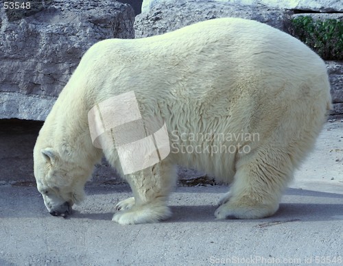 Image of Hungry Polar Bear