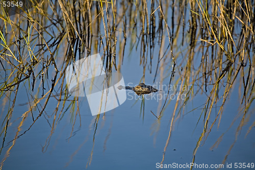 Image of Alligator