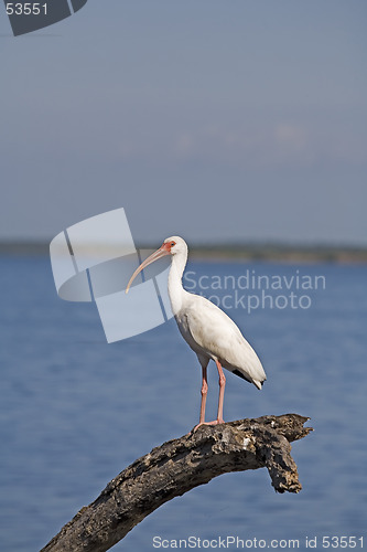 Image of Ibis