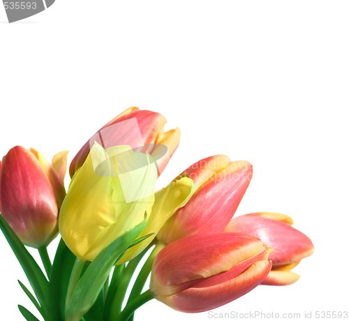 Image of tulips