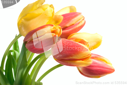 Image of tulips