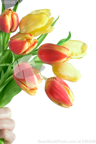 Image of tulips