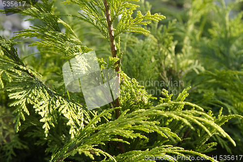 Image of conifer branches closeup