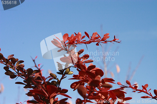 Image of red autumn leaves and blue sky