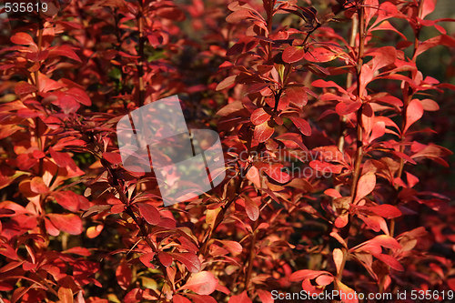 Image of red autumn leaves