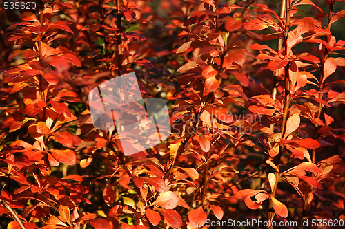 Image of red autumn leaves