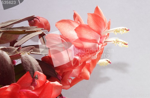 Image of christmas cacti in full bloom
