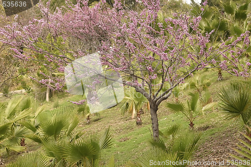 Image of cherry tree in flower