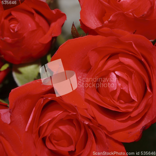 Image of bunch of red roses