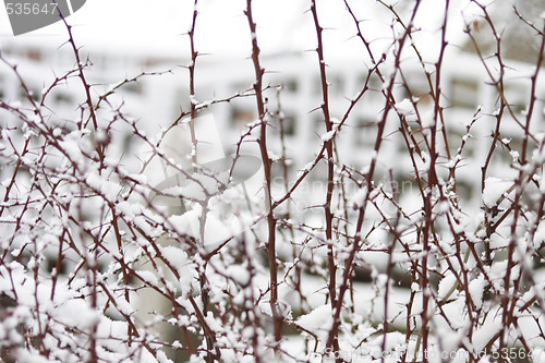 Image of snow on a thorny bush