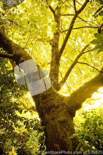 Image of Glowing Leaves