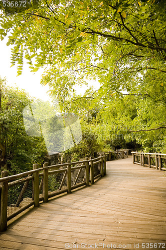 Image of Forest Trail